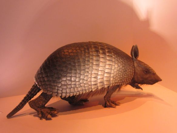 Did you know the nine-banded armadillo is the state mammal of Texas?